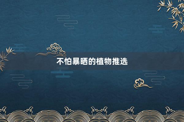 不怕暴晒的植物推选